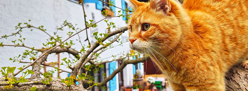 kaeskueche_bernbeuren_kater_franz